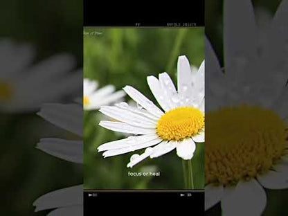The Complete Meditation Music Library